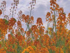 -中国天府农业博览园