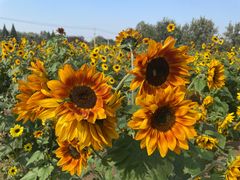 -汉长安城未央宫国家考古遗址公园