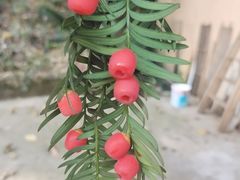 -天怡·鱼工厂(梅溪湖店)