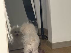 -翊宠yipet猫狗购宠庄园犬舍•猫舍