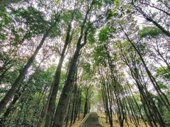 -火炉山森林公园