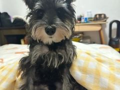 -翊宠yipet猫狗购宠庄园犬舍•猫舍