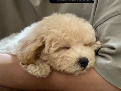 -翊宠yipet猫狗购宠庄园犬舍•猫舍