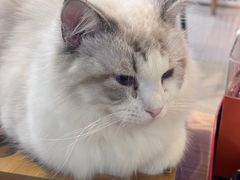 -平行世界·猫咖(首经贸店)