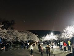 -武汉大学-樱园