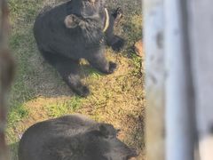 -合肥野生动物园