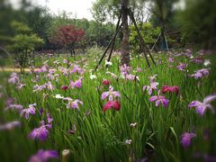 -昆山城市生态森林公园