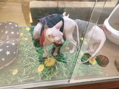 -藏猫猫咖啡主题馆(中央大道店)