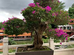 -深圳仙湖植物园