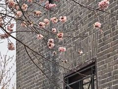 -桃花堤公园