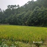 成都周边网红打卡竹艺村