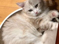 -山宅一喵德文卷毛猫舍