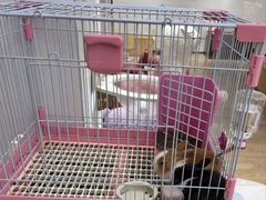 -1013 PET SHOP精品宠物商店(丁香店)