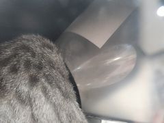 -贝康宠物医院·犬猫全科·小动物特色诊疗中心(东环路店)