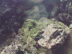 -暹罗海洋世界