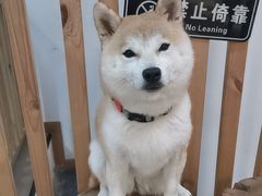 -柴迷FANS CLUB·柴犬狗咖·猫咖