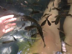 -三亚珠江南田温泉度假区