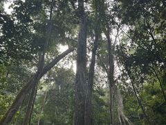 -西双版纳原始森林公园