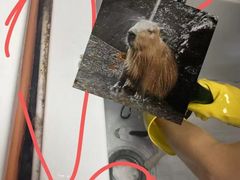-安安宠医宠物医院·异宠·犬猫内科(岳阳分院)