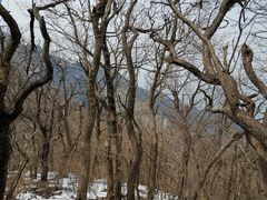 -王顺山国家森林公园