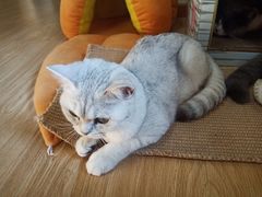 -猫和宫(六道口店)