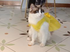 -喵喵咪呀布偶猫咖(春熙路店)