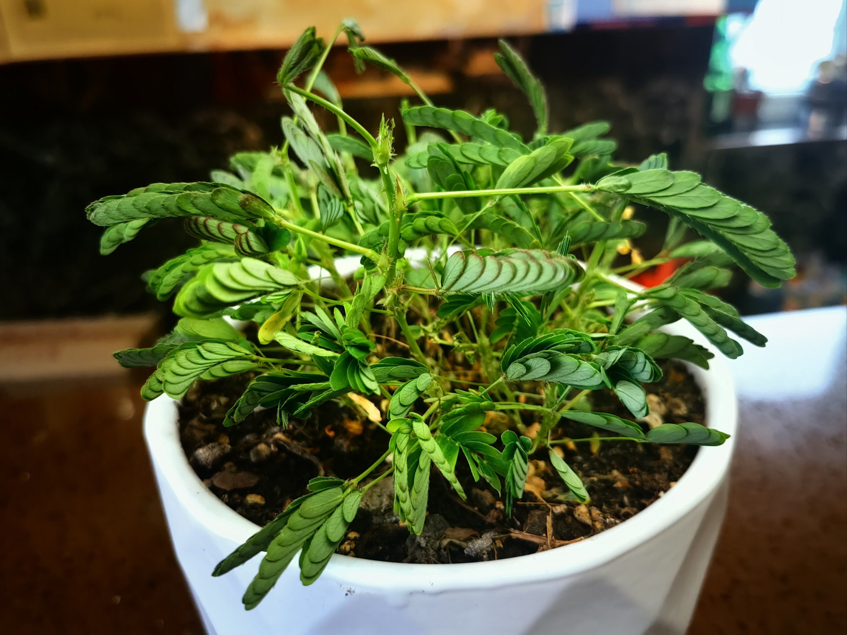 可爱的含羞草,轻轻一摸,害羞的缩了回去