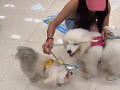 -帕帕拉兹宠物(亚洲旗舰店)