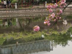 -嘉定紫藤园