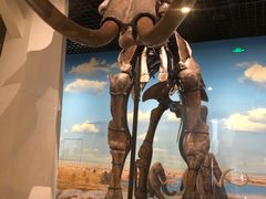 -国家自然博物馆