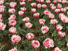 -洛阳郁金香牡丹园