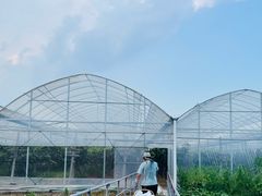 -马陆小张葡萄园农家乐