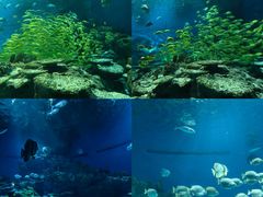 -海合安武汉极地海洋公园