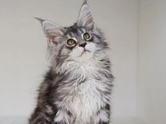 -lincat·猫舍(广州店)