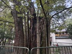 -西湖风景区十里琅珰-五云山