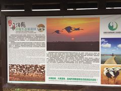 -盐城丹顶鹤湿地生态旅游区