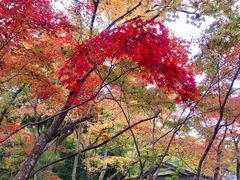 景点-常寂光寺