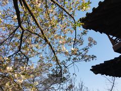 -西安青龙寺遗址景区