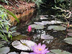 -海南热带野生动植物园