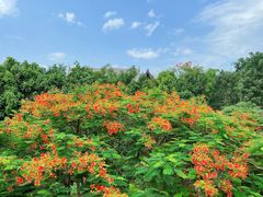 -西双版纳融创皇冠假日度假酒店