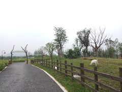 -田园东方蜜桃村的田野营地