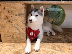 -Husky Go! 哈士奇体验馆·宠物咖啡厅狗咖