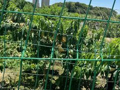 -南汇新场正宗水蜜桃采摘