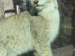 -青藏高原野生动物园