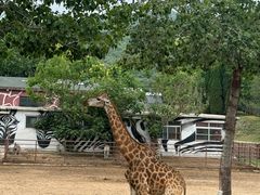 -大连森林动物园