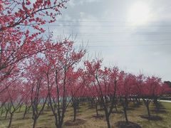 -长广溪湿地公园