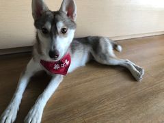 -Husky Go! 哈士奇体验馆·宠物咖啡厅狗咖