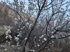 -北京凤凰岭