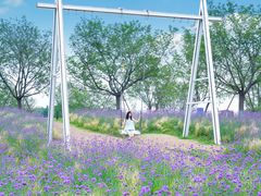 -空港花田景区