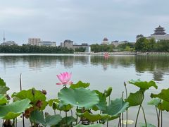 -莲花池公园